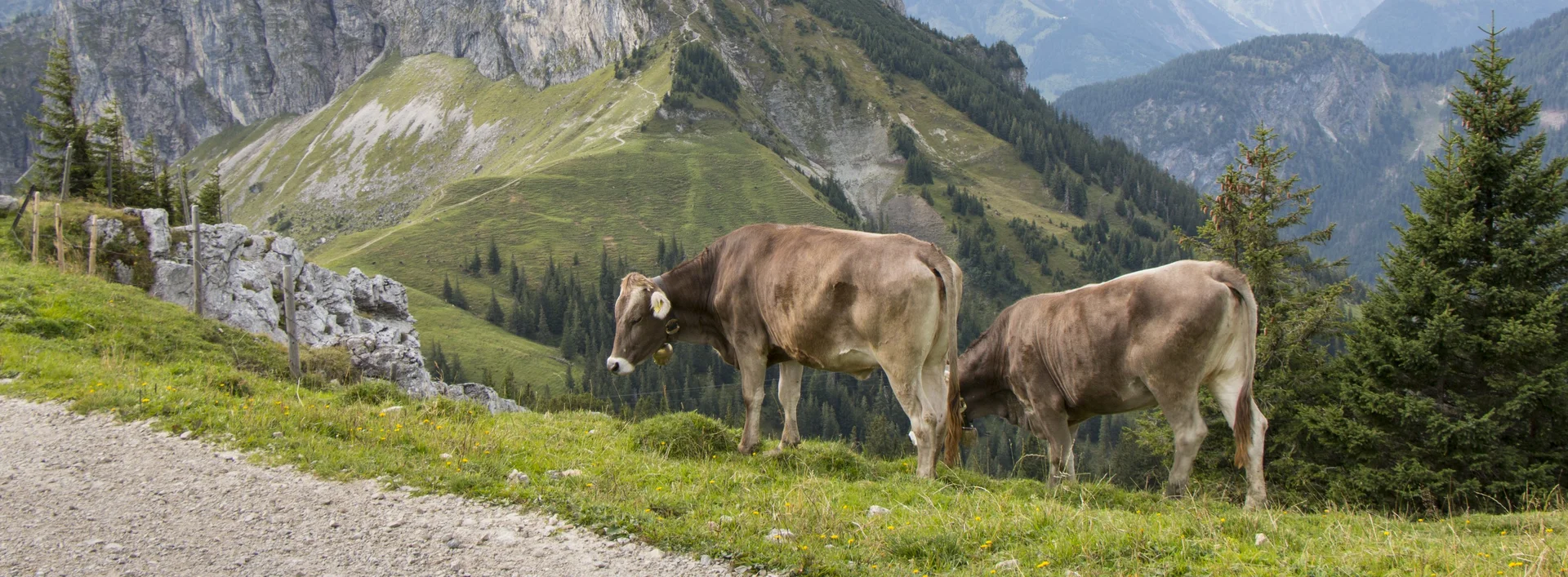 Kühe in einer beeindruckenden Berglandschaft.
