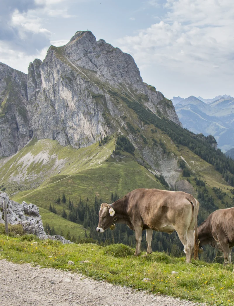 Kühe in einer beeindruckenden Berglandschaft.