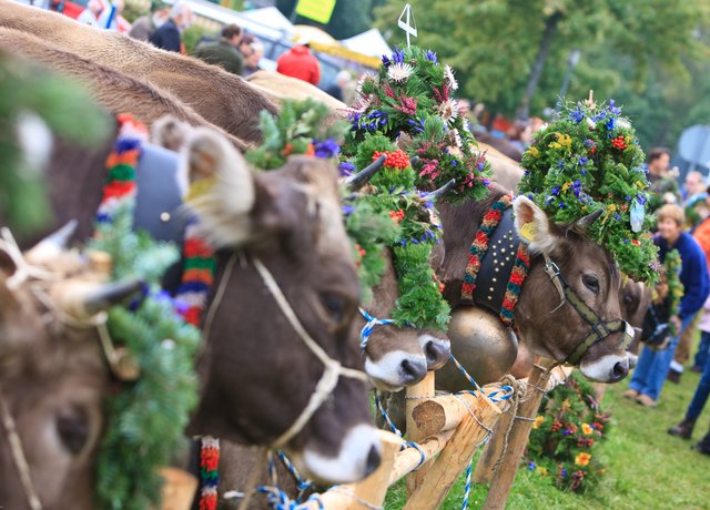 Buntes Viehscheid Treiben in Pfronten im Allgäu