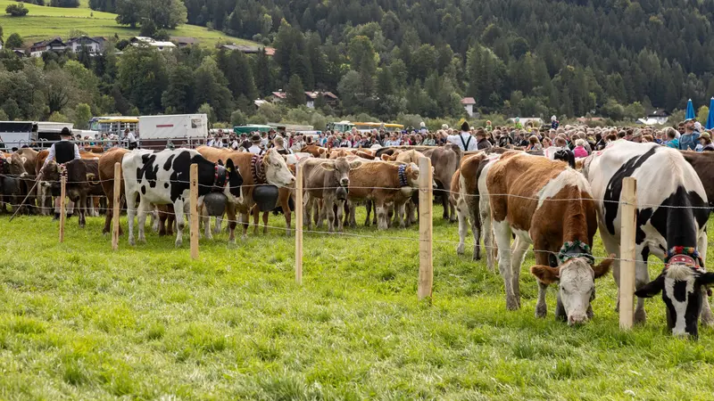 Kühe auf der Wiese