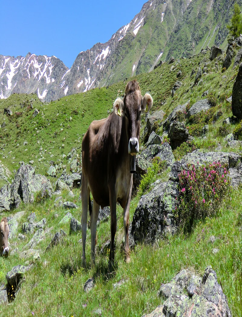 Der Weg über die Alpen - Neue Alpenüberquerung ab dem Allgäu Eine Allgäuer Kuh auf einer Bergwiese.