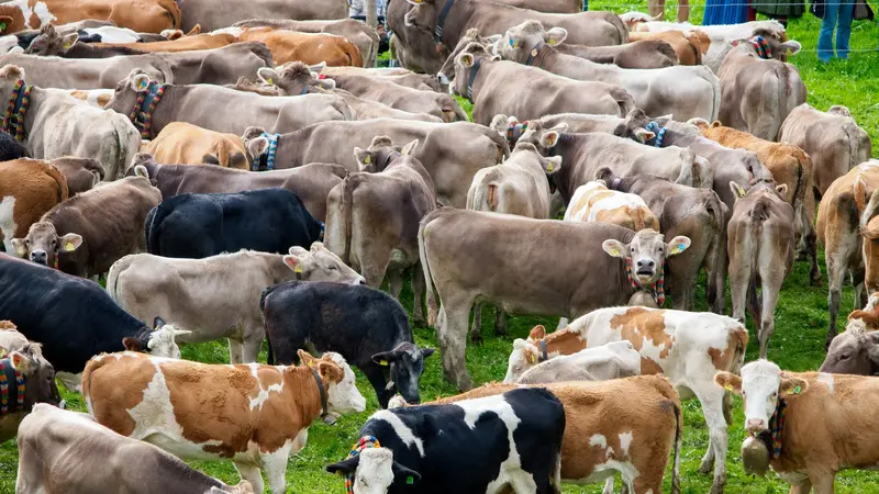 Kühe auf der Viehscheid in Pfronten-Röfleuten.