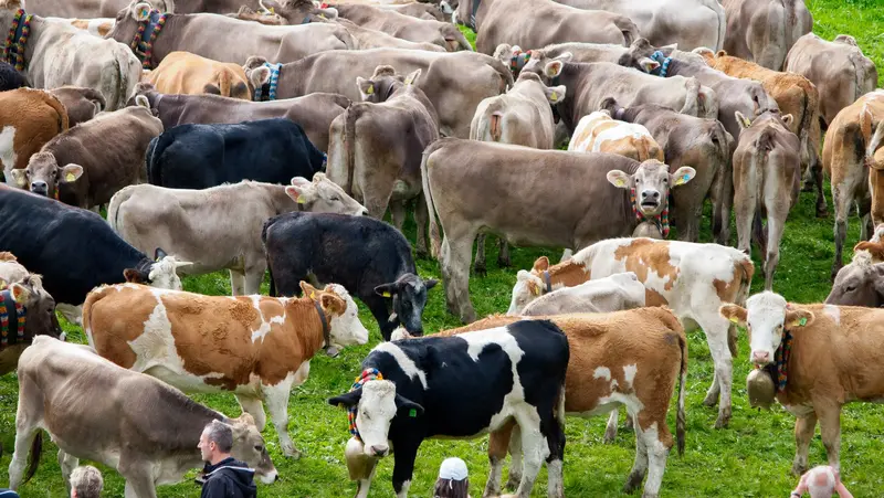 Kühe auf der Viehscheid in Pfronten-Röfleuten 