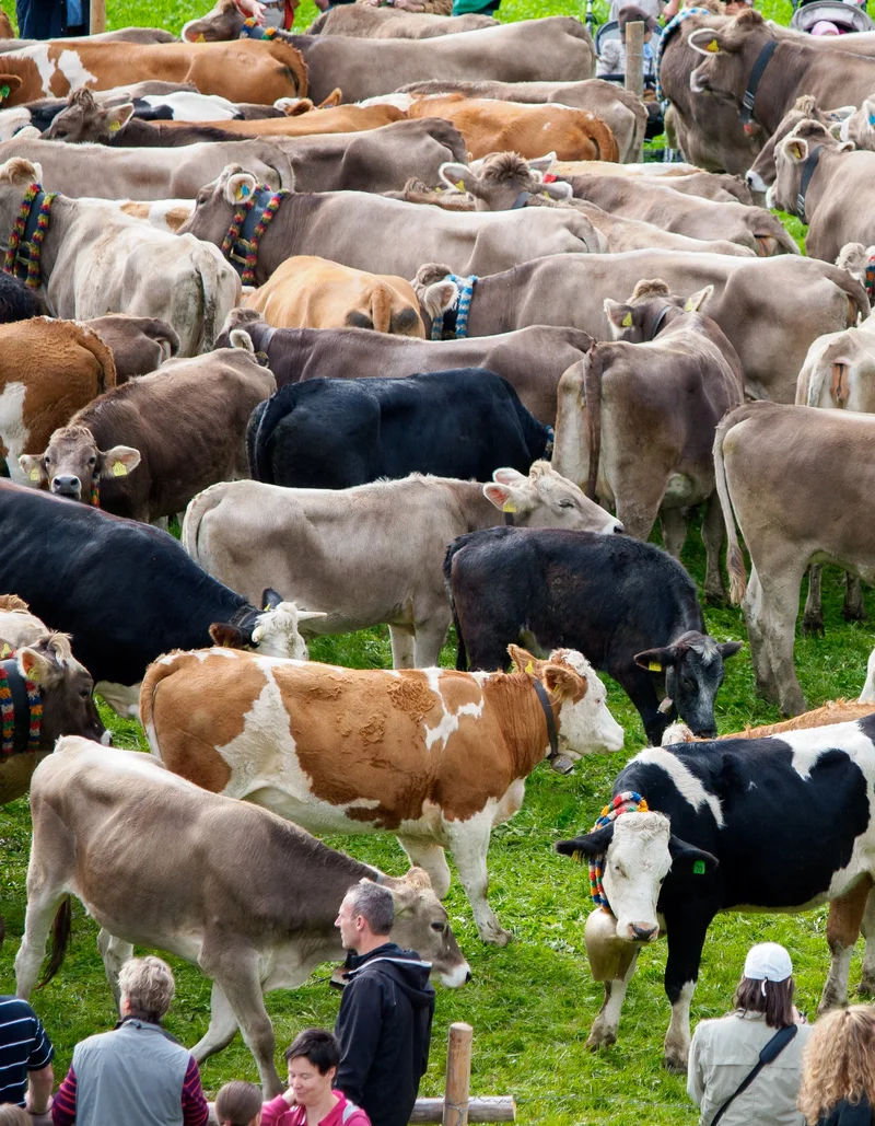 Kühe auf der Viehscheid in Pfronten-Röfleuten.
