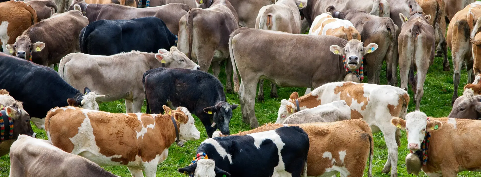 Kühe auf der Viehscheid in Pfronten-Röfleuten 