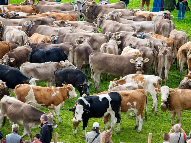 Kühe auf der Viehscheid in Pfronten-Röfleuten 
