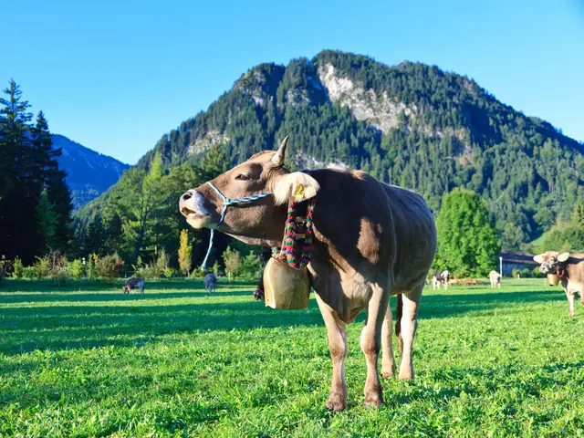 Kuh vor Allgäuer Bergpanorama