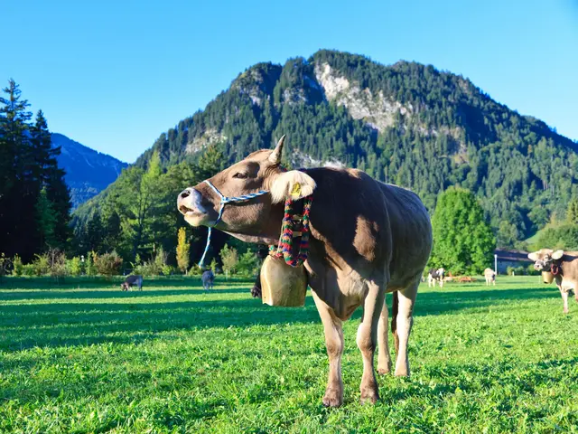 Kuh vor Allgäuer Bergpanorama