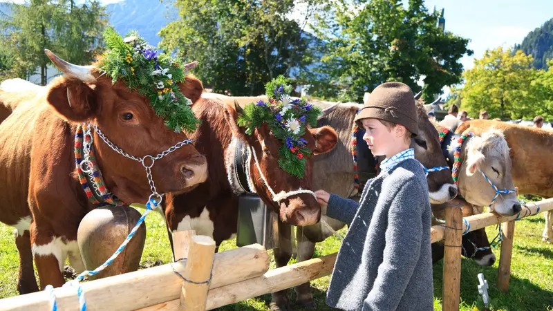 Viehscheid in Pfronten im Allgäu