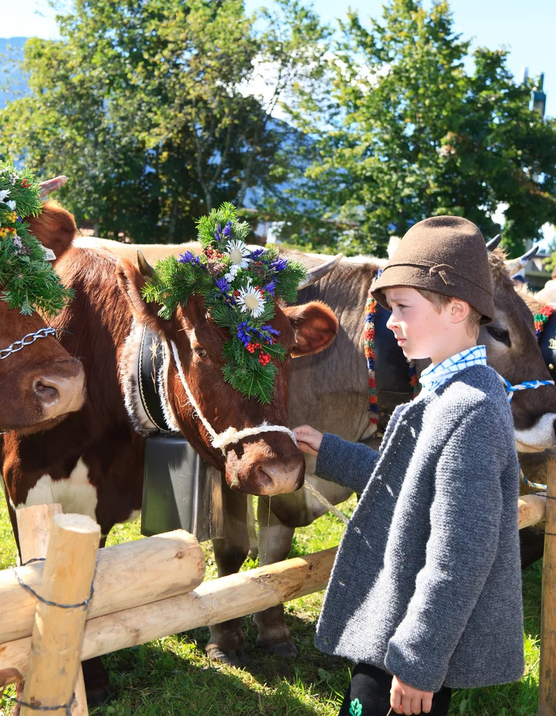 Ein Junge steht vor einem Zaun, an dem mehrere Kranzrinder stehen.