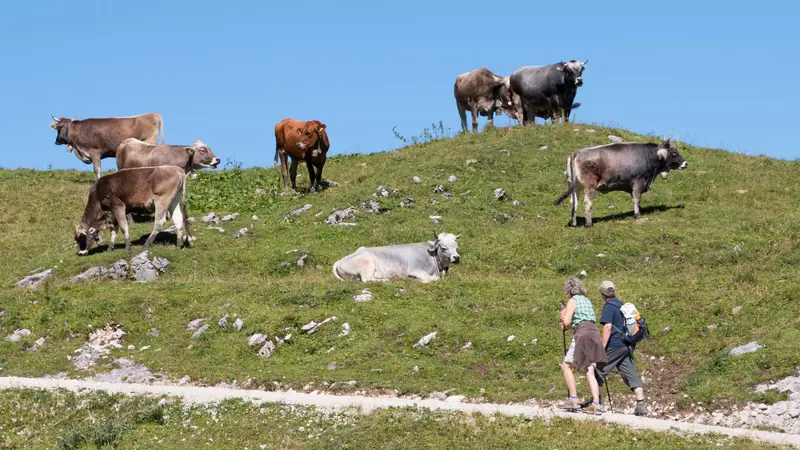 Mehrere Kühe auf einer Alp.