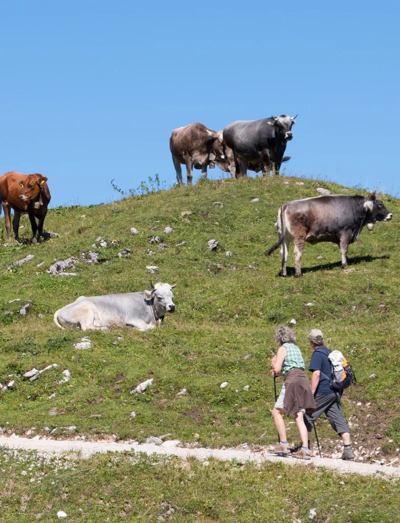 Mehrere Kühe auf einer Alp.