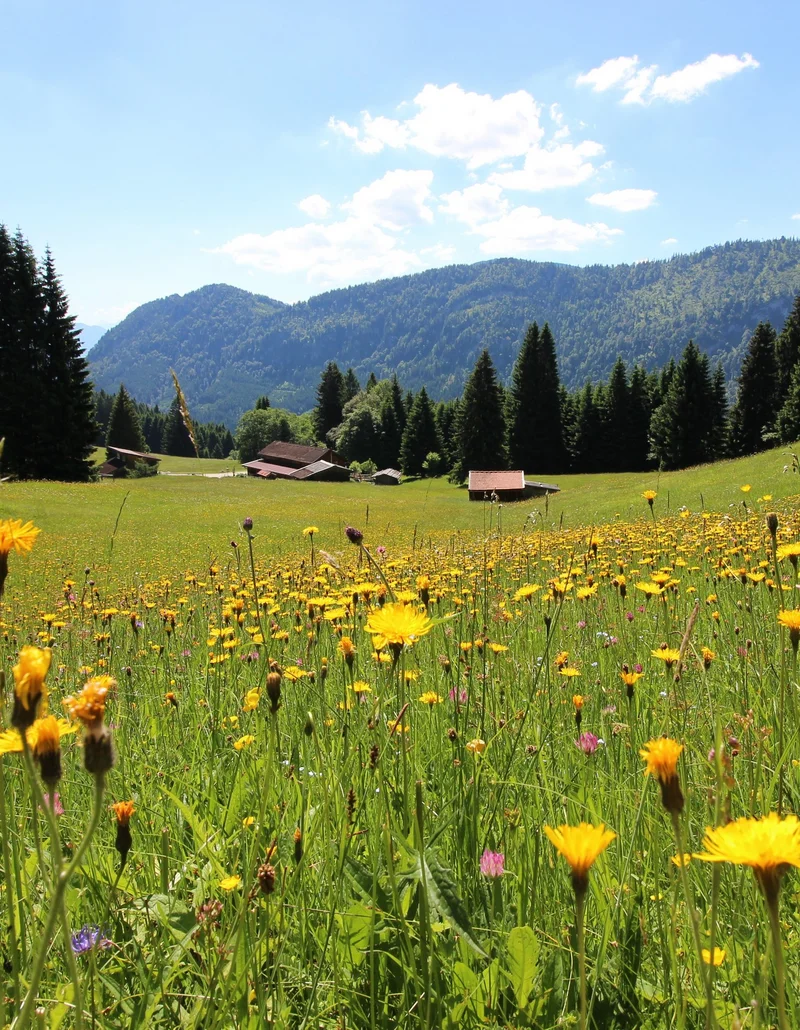 Eine bunt bewachsene Bergwiese inmitten der Allgäuer Alpen.