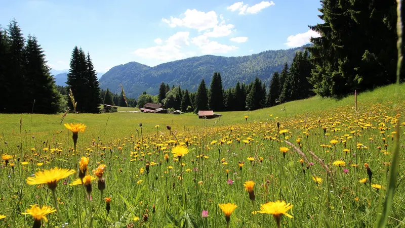 Bergwiese inmitten der Allgäuer Alpen