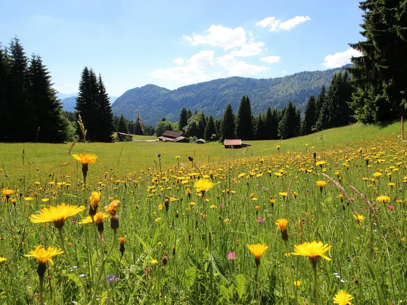 Bergwiese inmitten der Allgäuer Alpen