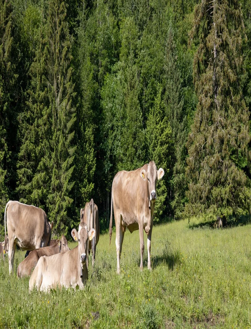 Kühe auf einer grünen Wiese mit Bäumen vor einer Waldkulisse.