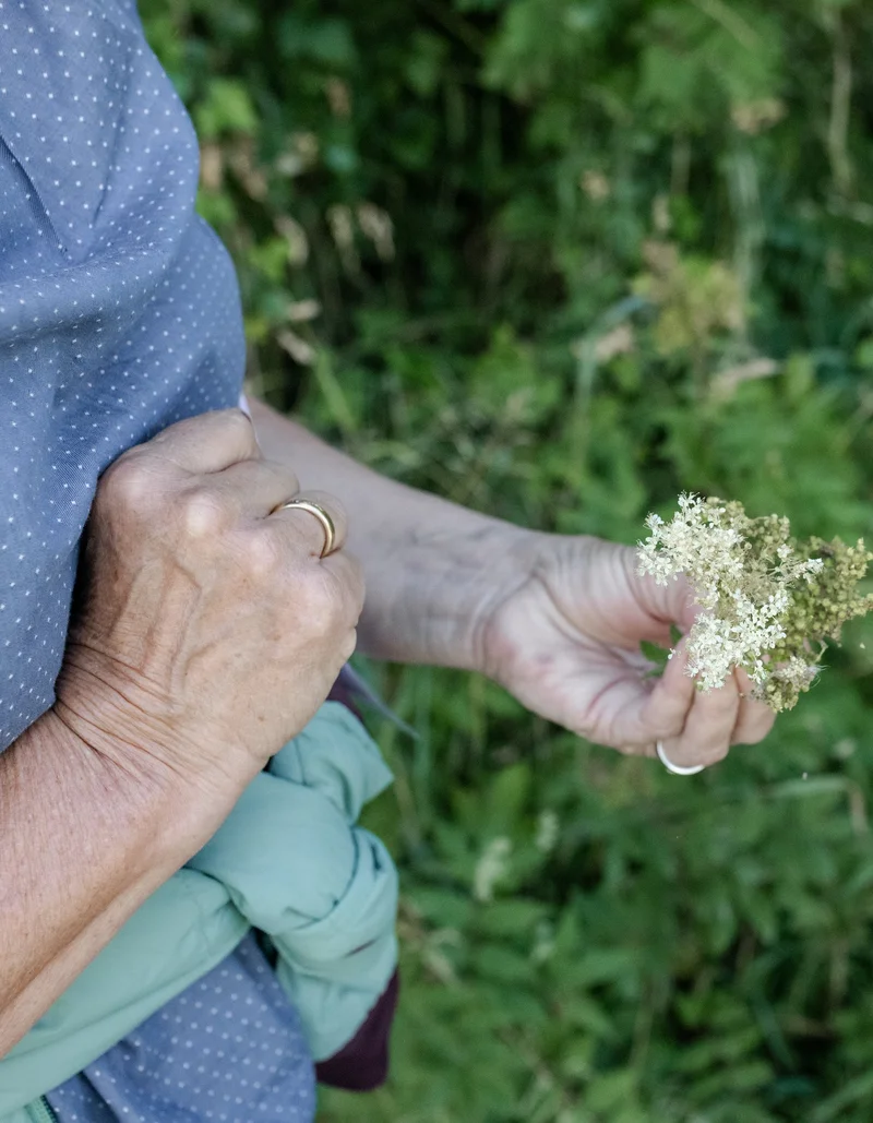 Person hält blühenden Holunder in der Hand.