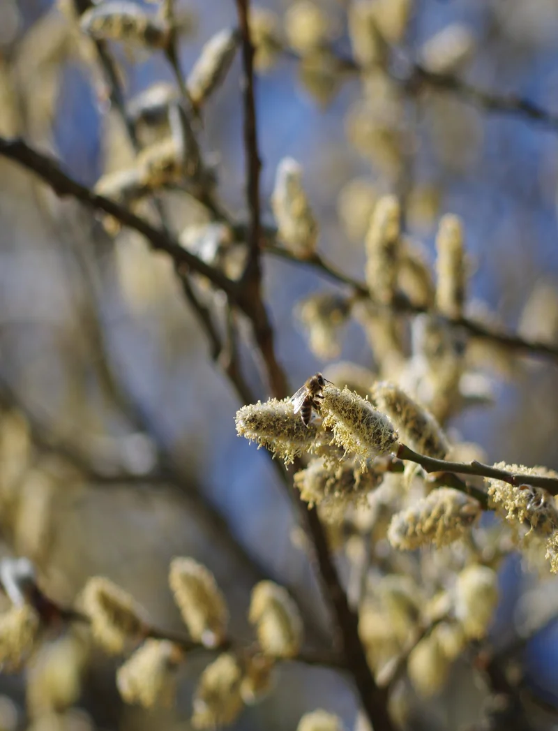 Bienen auf einer blühenden Pflanze im Frühjahr.