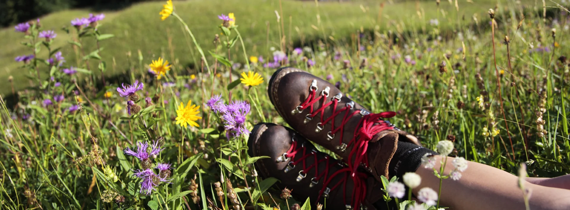 Eine blühende Bergwiese im Allgäu.