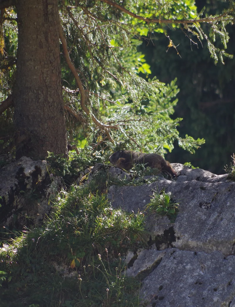 Ein Murmeltier auf einem Stein, umgeben von Wald.