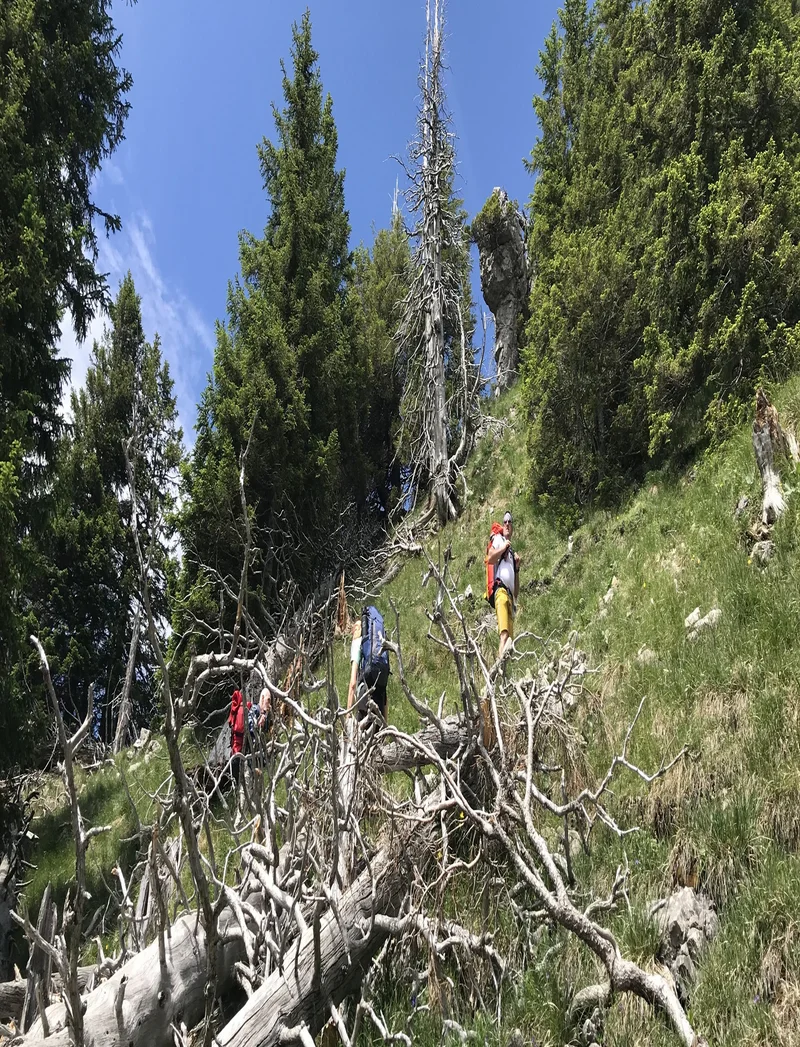 Wanderer auf abenteuerlichen Pfaden mit Wurzeln.