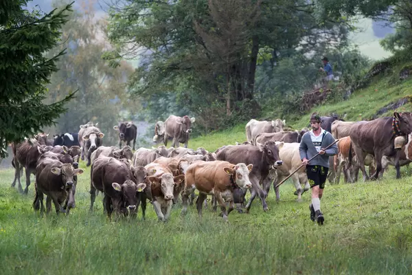 Kühe bei der Viehscheid in Pfronten im Allgäu