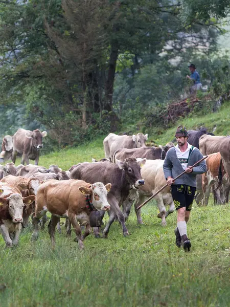 Kühe bei der Viehscheid in Pfronten im Allgäu