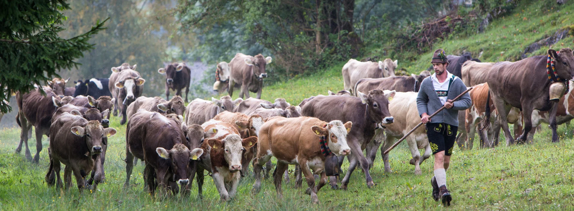 Kühe bei der Viehscheid in Pfronten im Allgäu.