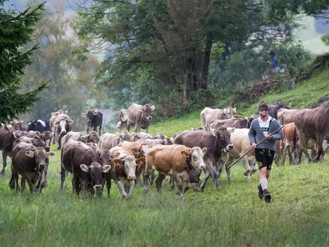 Kühe bei der Viehscheid in Pfronten im Allgäu