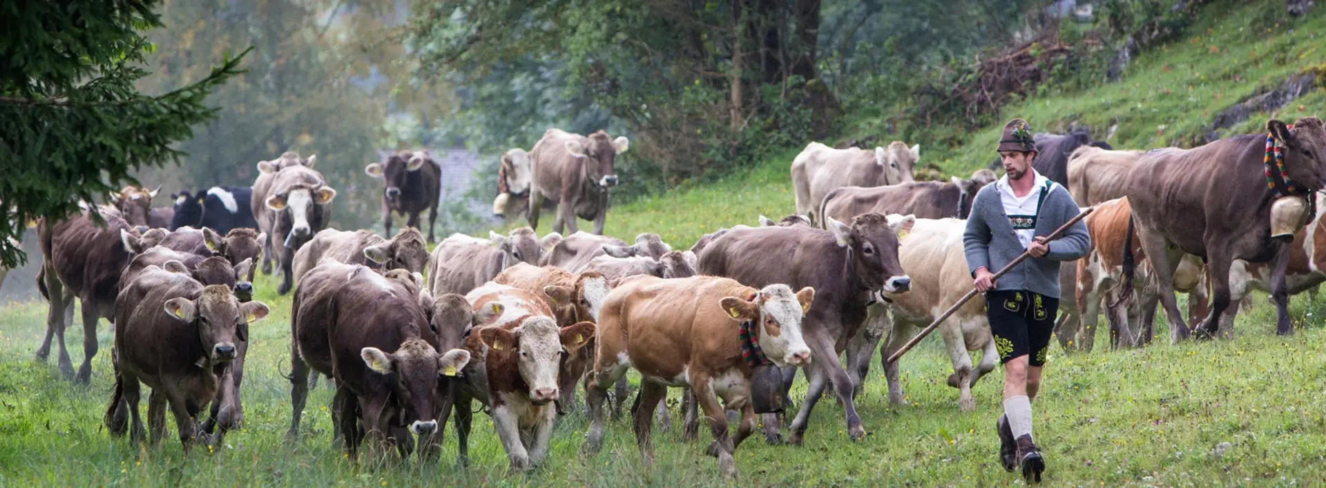 Kühe bei der Viehscheid in Pfronten im Allgäu