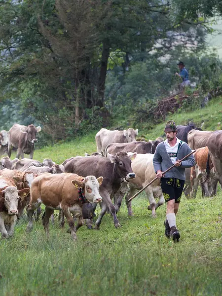 Kühe bei der Viehscheid in Pfronten im Allgäu