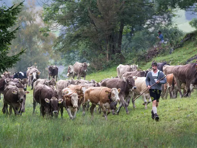 Kühe bei der Viehscheid in Pfronten im Allgäu