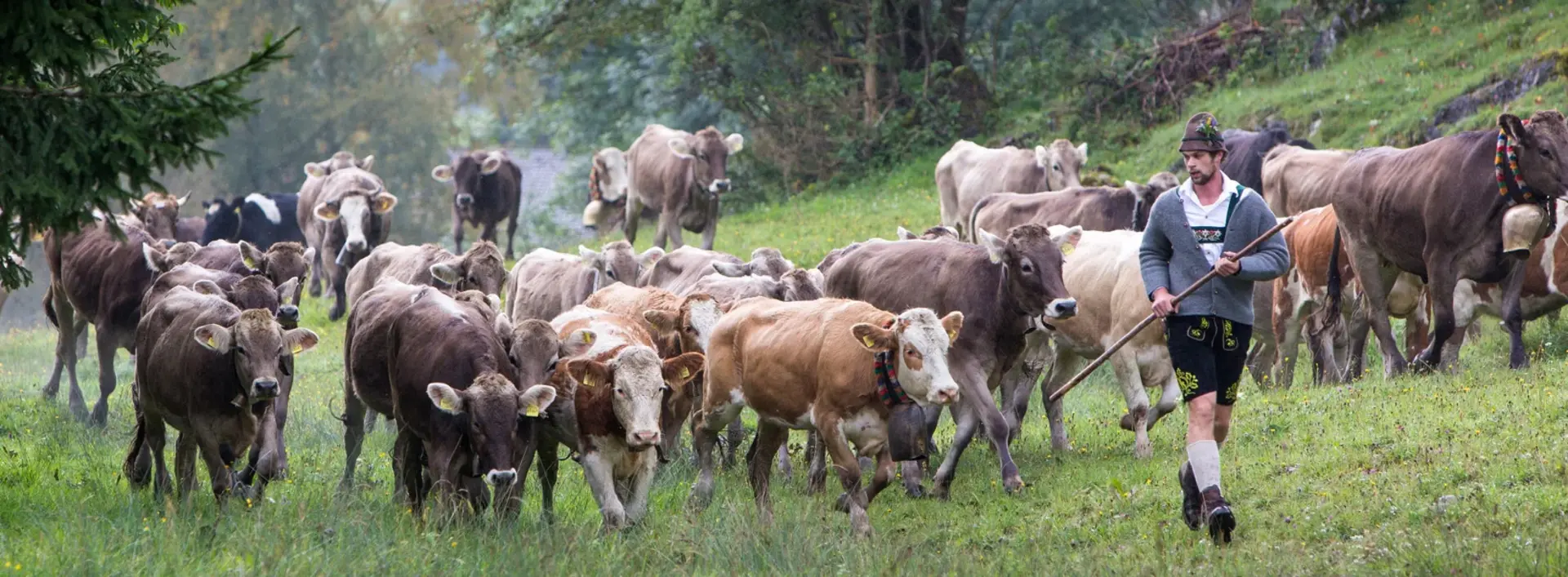 Kühe bei der Viehscheid in Pfronten im Allgäu