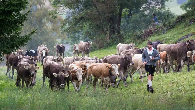 Kühe bei der Viehscheid in Pfronten im Allgäu