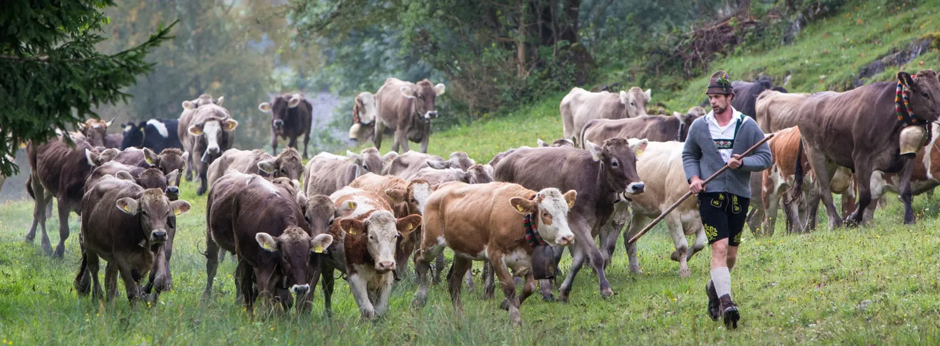 Kühe bei der Viehscheid in Pfronten im Allgäu