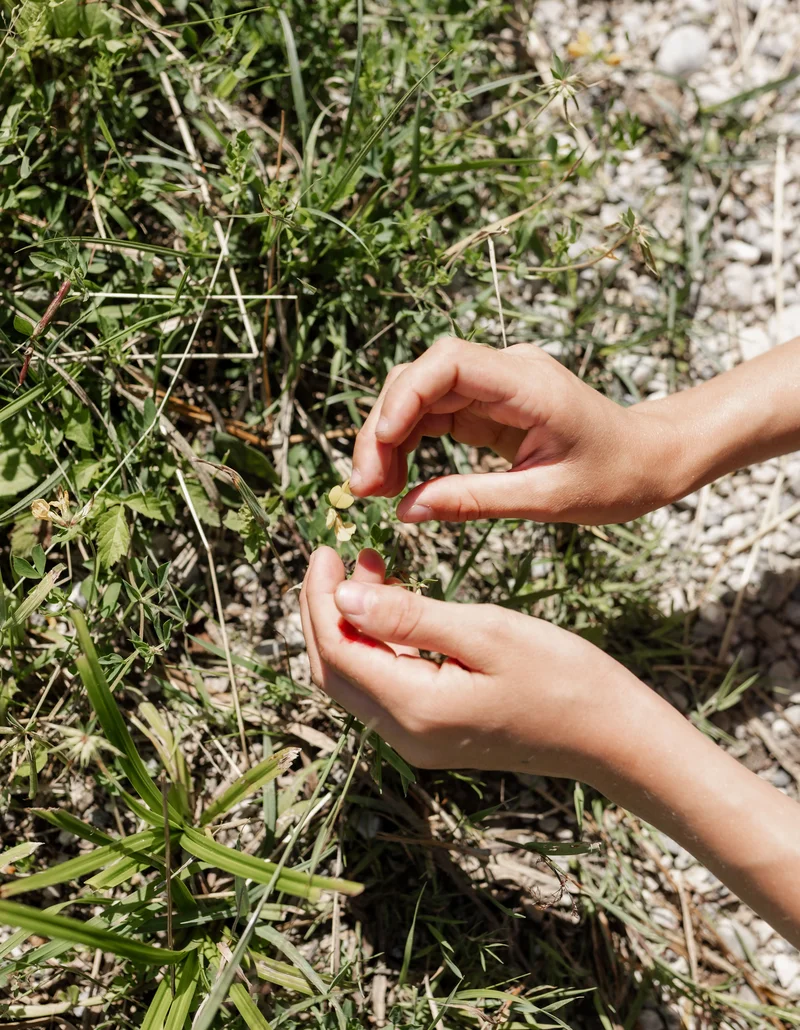 Kind pflückt eine kleine Wildpflanze am Wegrand.