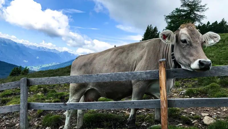 Eine Kuh auf einer Bergweide streckt ihren Kopf neugierig über einen Zaun.