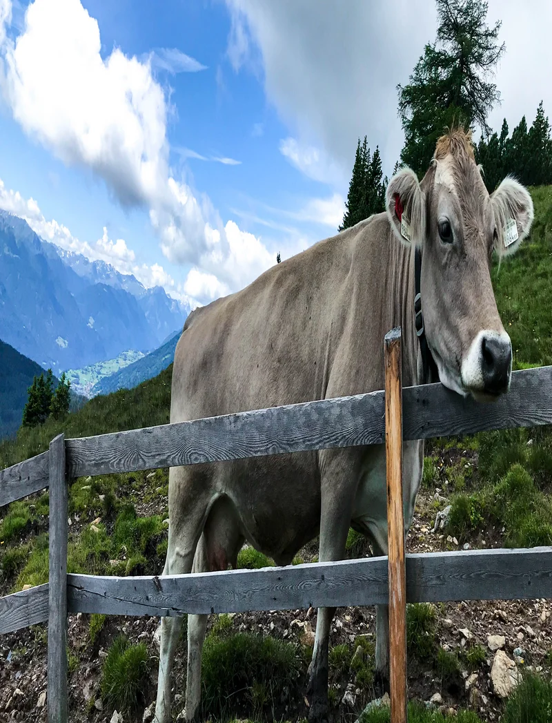 Eine Kuh auf einer Bergweide streckt ihren Kopf neugierig über einen Zaun.