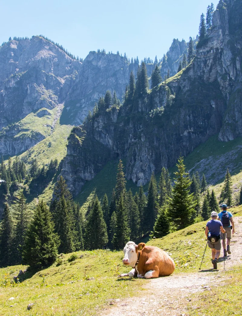 Wanderer auf einem schmalen Pfad umgeben von grünen Bergwiesen mit einer Kuh in einer tollen Berglandschaft.
