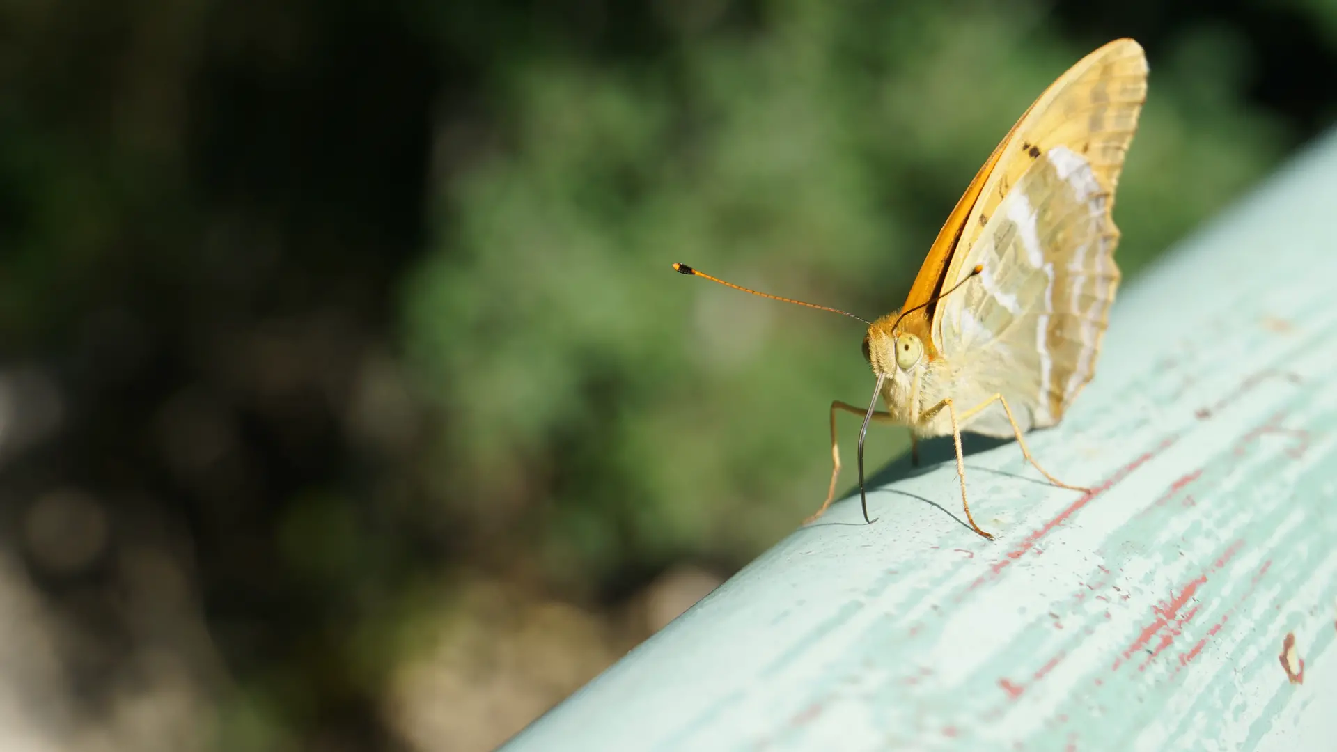 Schmetterling Vilstal