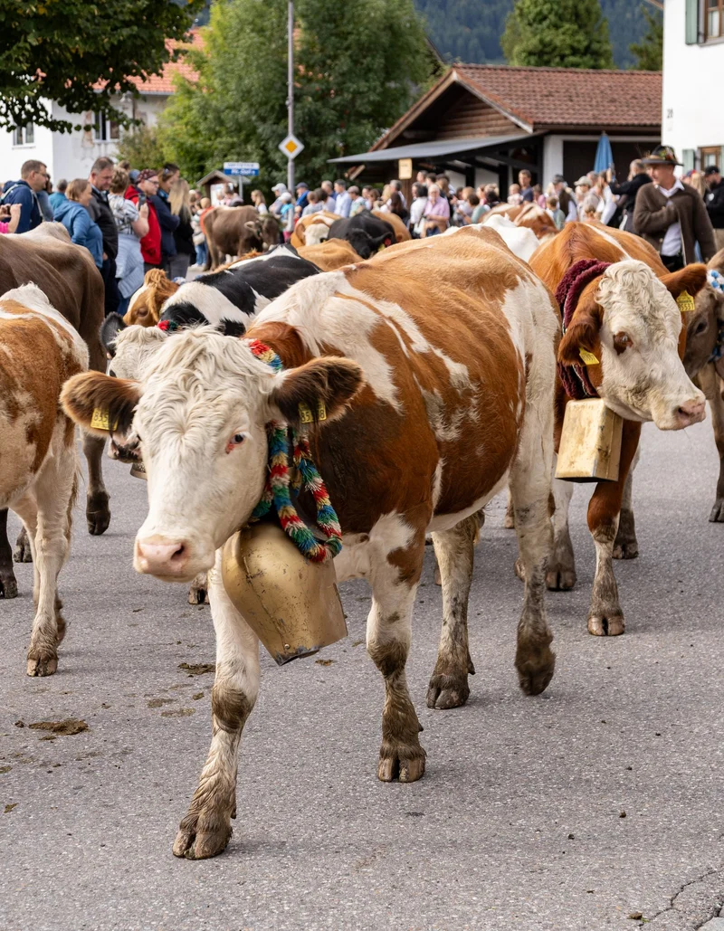 Kühe auf der Viehscheid