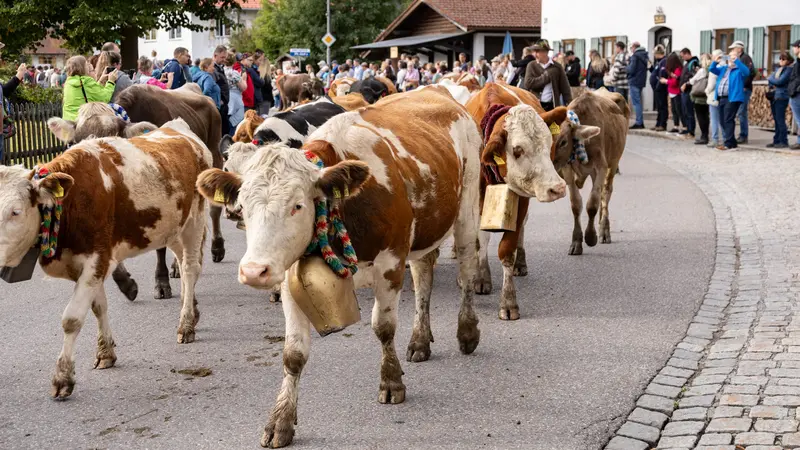 Kühe auf der Viehscheid