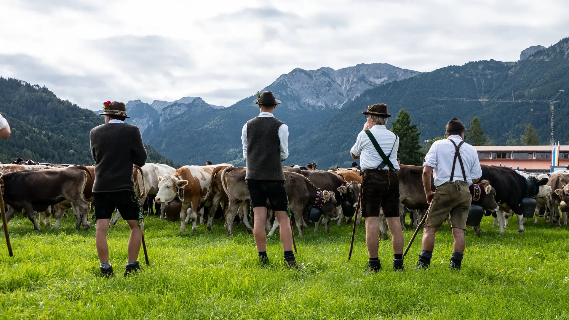 Männer in Tracht stehen auf einer Wiese vor einer Herde geschmückter Kühe bei der Pfrontener Viehscheid.