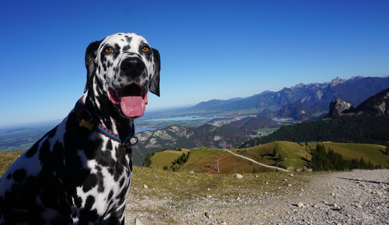 Ferienwohnung & Hotel im Allgäu mit Hund » HundeUrlaub in Pfronten!